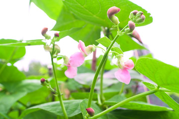 Pink bean flowers in the garden (Phaseolus). Farmer season