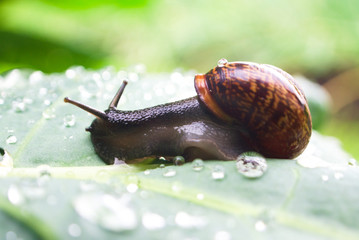 Big helix pomatia on cabbage leaf on a rainy day. Mollusks wildlife