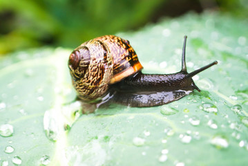 Big helix pomatia on cabbage leaf on a rainy day. Mollusks wildlife