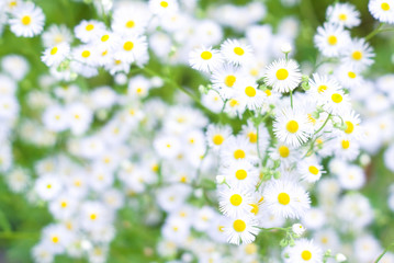 Natural background with little white daisies in the garden