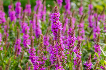 Purple flowers of Lythrum salicaria on a natural background.