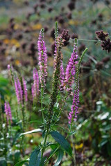 Obraz premium Agastache in a morning sun