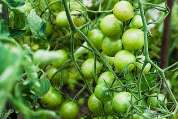 A branch of small green cherry tomatoes in a greenhouse. Agricultural concept, cultivated plants.
