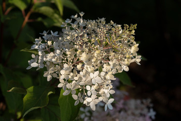 Hortensia in the garden