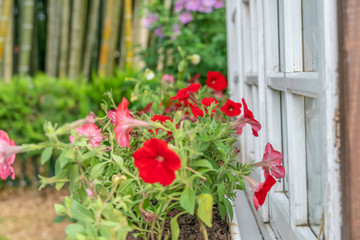 Beautiful bright summer flowers are on the windowsill of a white wooden window.