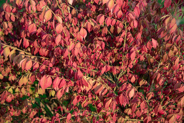 autumn leaves background