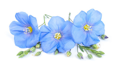 Flax flowers with seeds close-up on white background