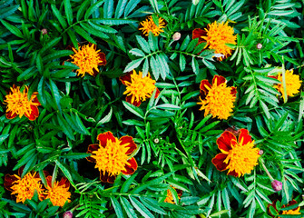 Natural floral background with bright orange marigolds (Tagetes) and foliage.