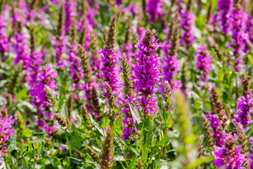 Purple flowers of Lythrum salicaria on a natural background.