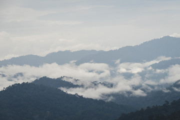 The Trees with fog after raining on the hill in tropical rain forest of Hala Bala wildlife sanctuary. Yala, Thailand.