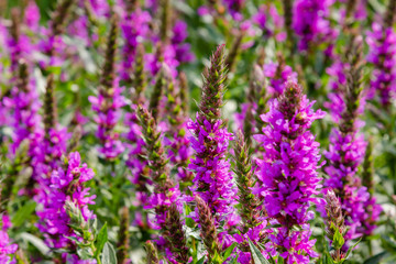 Purple flowers of Lythrum salicaria on a natural background.