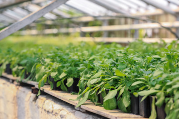 Young sprouts growing in greenhouse