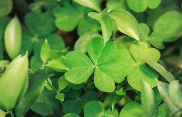 Growing young plants, closeup view