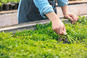 Male gardener working in greenhouse, closeup