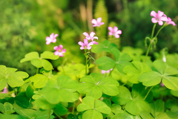 Beautiful green plants growing outdoors