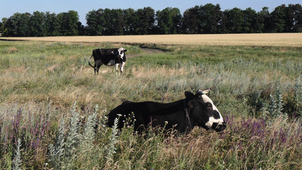 Fototapeta premium Cows graze in the alpine meadows.