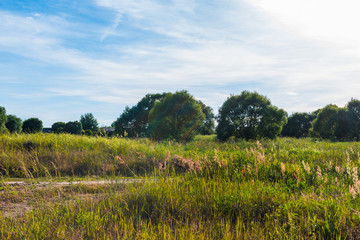 rural landscape in summer. the road in the grass.