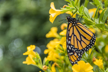 Monarch Butterfly , Danaus Plexppus, on yellow flowers