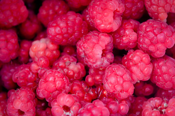 Ripe red berries of wild raspberry close-up. Close up of wild raspberries.