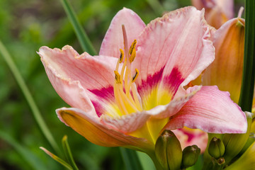 Flowering daylilies in the garden. Blossoming Hemerocallis in summer garden. Beautiful flowers of daylilies
