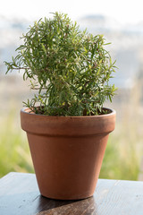 Wild rosemary close up