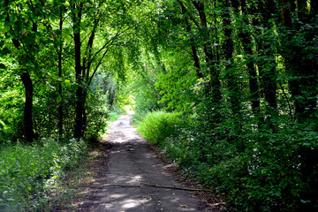 Fototapeta premium Waldweg