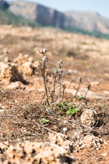 Typical Sicilian vegetation