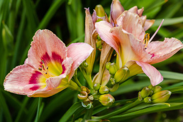 Obraz premium Flowering daylilies in the garden. Blossoming Hemerocallis in summer garden. Beautiful flowers of daylilies