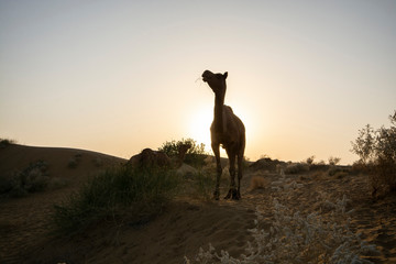Camels in desert at twilight, Thar Desert in Jaisalmer, Rajasthan State, India