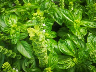 Basil (Ocimum basilicum), also called Great Basil or Saint-Joseph's-wort is a culinary herb of the family Lamiaceae.