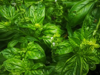 Basil (Ocimum basilicum), also called Great Basil or Saint-Joseph's-wort is a culinary herb of the family Lamiaceae.