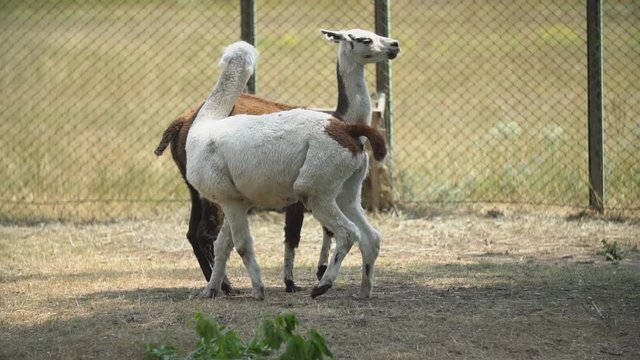 Two Llamas of Guanaco want to do something