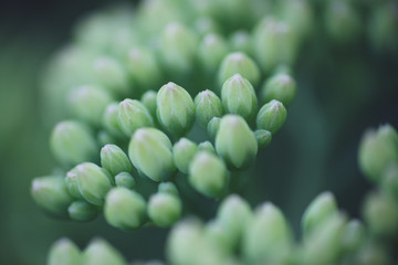 plant in detail, greenish atmosphere 