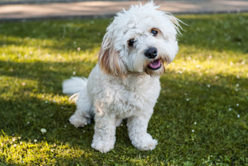 Cute little bichon frise and yorkshire terrier mix dog sitting in a fresh cut grass garden
