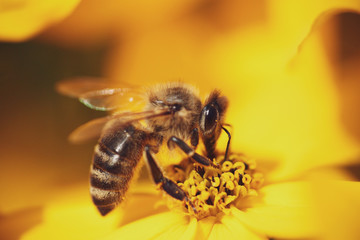 Bee foraging in the sun