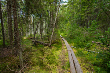 Hiking trail in scandinavian national park in a wetland bog. Kurjenrahka National Park. Turku,...