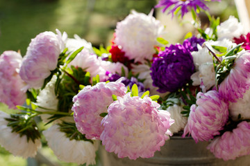 large lush bouquet of bright colored asters: white, pink, purple, red, burgundy in the sunlight in nature