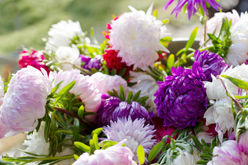 large lush bouquet of bright coloured asters: white, pink, purple, red, burgundy in the sunlight in nature