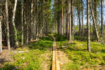 Hiking trail in scandinavian national park in a wetland bog. Kurjenrahka National Park. Turku,...