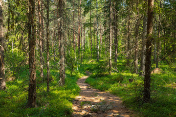 Kurjenrahka National Park. Nature trail. Green forest at summer time. Turku, Finland. Nordic natural landscape. Scandinavian national park.