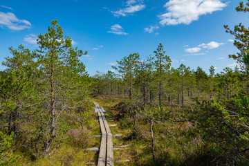 Fototapeta premium Hiking trail in scandinavian national park in a wetland bog. Kurjenrahka National Park. Turku, Finland. Nordic natural landscape.