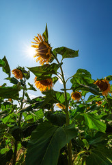 Sunflower flowers on a sunny day
