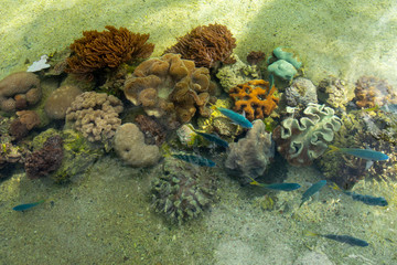 Fototapeta na wymiar Aqaurium with living reef, coral and fish