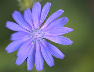 blue flower