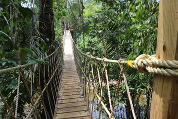 Rope Bridge-Belize