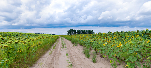 Road in sunflower field