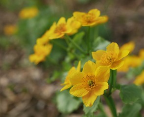 Fototapeta premium Yellow marsh marigold flowers (Caltha Palustris) on meadow