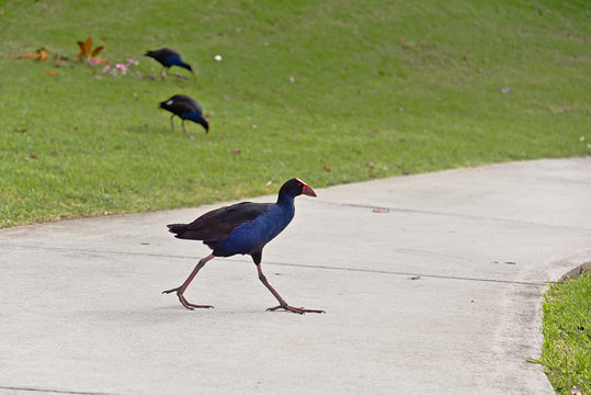 View of pukeko bird crossing concrete path in a park