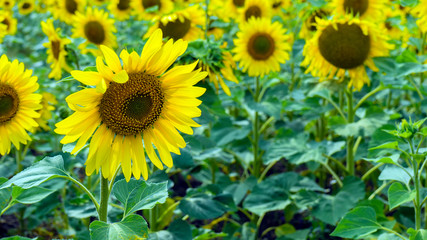 Fototapeta premium Fields with an infinite sunflower. Agricultural field