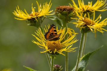 A Painted Lady butterfly on a Sun flower